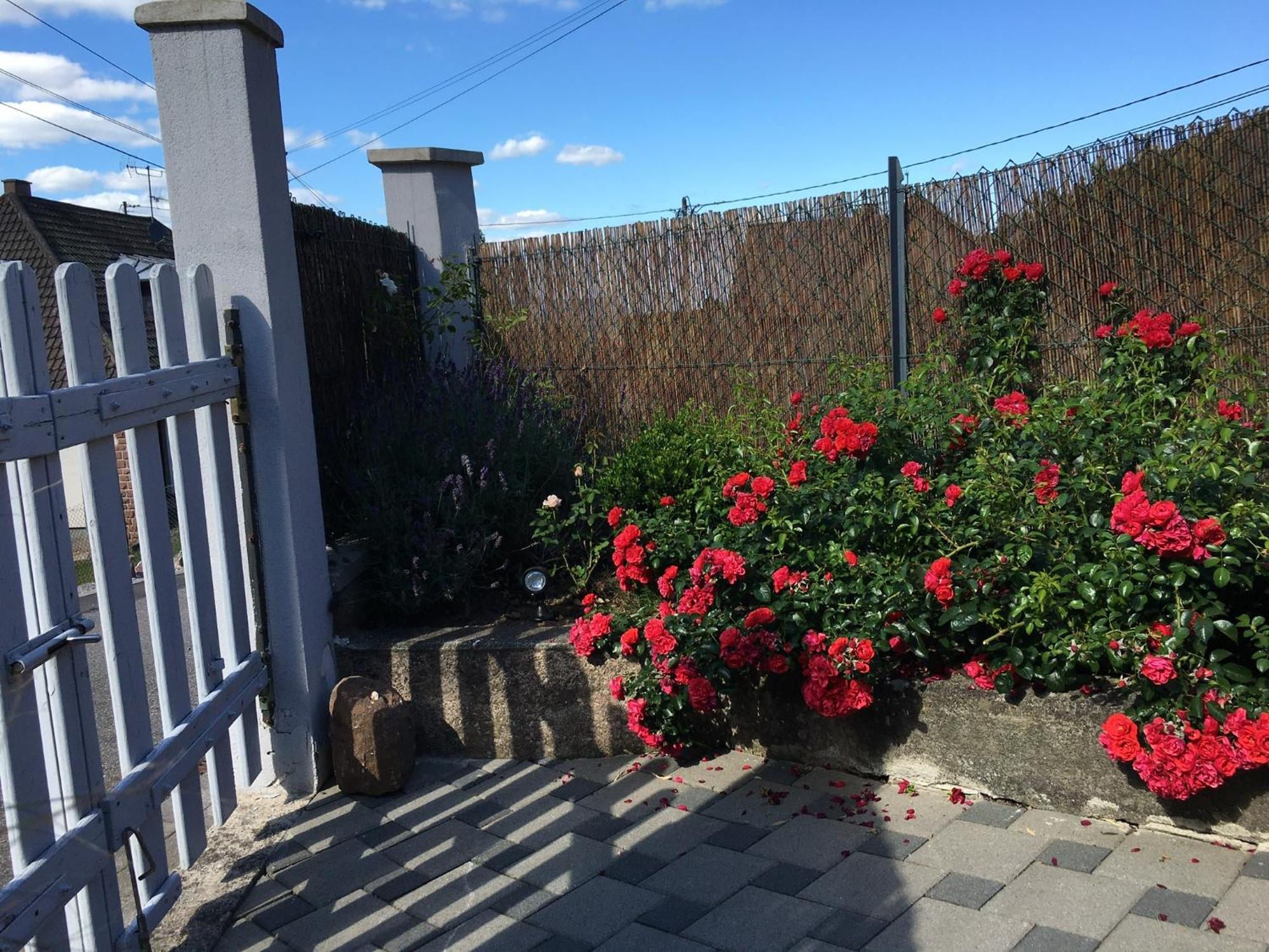 Les Magnolias En Alsace - Meuble De Tourisme 3 Etoiles Apartment Barembach Екстериор снимка