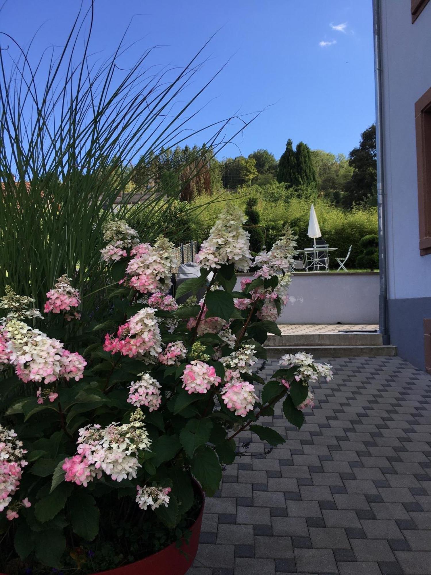 Les Magnolias En Alsace - Meuble De Tourisme 3 Etoiles Apartment Barembach Екстериор снимка
