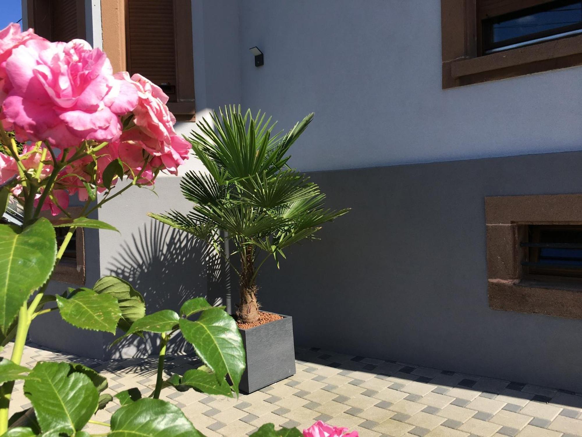 Les Magnolias En Alsace - Meuble De Tourisme 3 Etoiles Apartment Barembach Екстериор снимка
